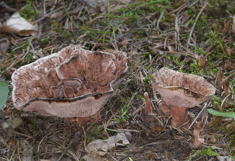 Hydnellum concrescens